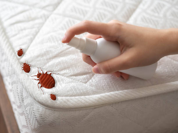 Best Flea Control Services  in Woodlawn, VA